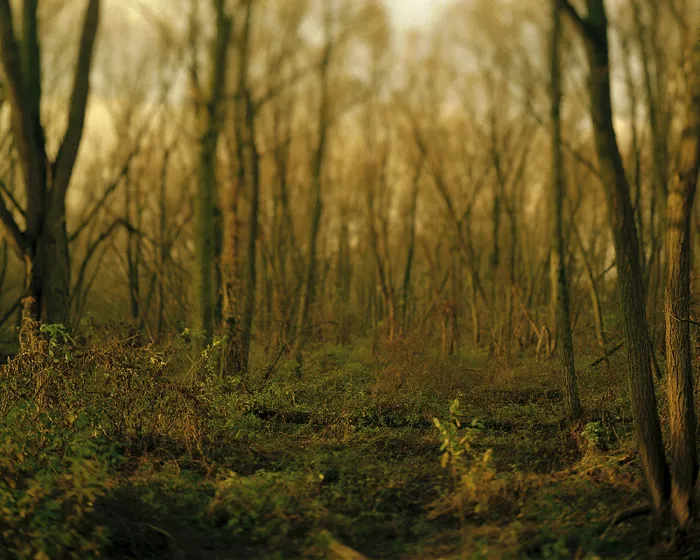 abstract color photograph titled Ground, 48 x 60 inches.